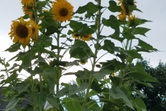 Sunflowers-in-Stump-cloudy-July-2017-18