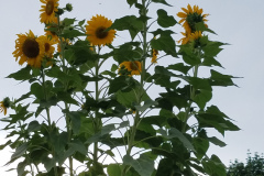 Sunflowers-in-Stump-cloudy-July-2017-19