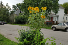 Sunflowers-in-Stump-cloudy-July-2017-2