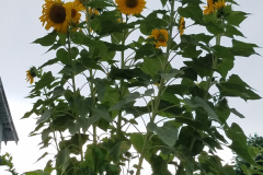 Sunflowers-in-Stump-cloudy-July-2017-22