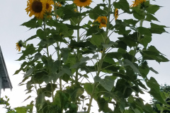Sunflowers-in-Stump-cloudy-July-2017-23