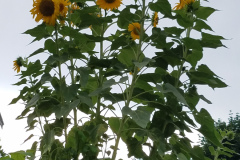Sunflowers-in-Stump-cloudy-July-2017-24