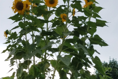 Sunflowers-in-Stump-cloudy-July-2017-25