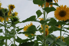 Sunflowers-in-Stump-cloudy-July-2017-26