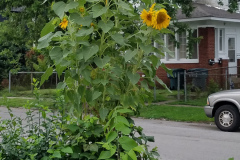 Sunflowers-in-Stump-cloudy-July-2017-3