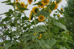 Sunflowers-in-Stump-cloudy-July-2017-32