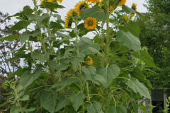 Sunflowers-in-Stump-cloudy-July-2017-33