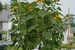 Sunflowers-in-Stump-cloudy-July-2017-36