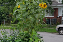 Sunflowers-in-Stump-cloudy-July-2017-4