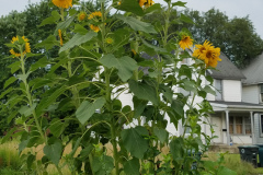 Sunflowers-in-Stump-cloudy-July-2017-40