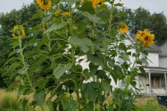 Sunflowers-in-Stump-cloudy-July-2017-41