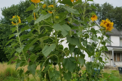 Sunflowers-in-Stump-cloudy-July-2017-43