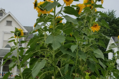Sunflowers-in-Stump-cloudy-July-2017-45