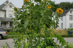Sunflowers-in-Stump-cloudy-July-2017-47