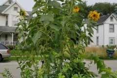Sunflowers-in-Stump-cloudy-July-2017-48