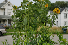 Sunflowers-in-Stump-cloudy-July-2017-49