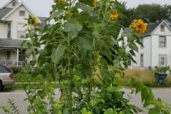 Sunflowers-in-Stump-cloudy-July-2017-50