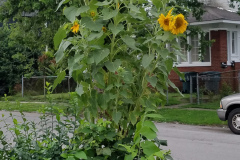 Sunflowers-in-Stump-cloudy-July-2017-6
