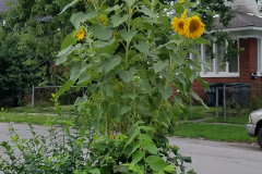 Sunflowers-in-Stump-cloudy-July-2017-7