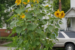 Sunflowers-in-Stump-cloudy-July-2017-8