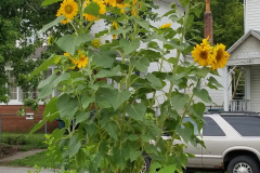 Sunflowers-in-Stump-cloudy-July-2017-9