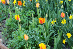 Tulips-Colorful-April-2019-1