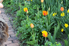 Tulips-Colorful-April-2019-2