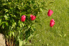 Tulips-Misc-10