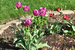 Tulips-Misc-11