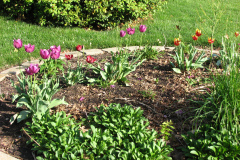Tulips-Misc-12