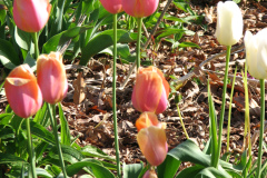 Tulips-Misc-15