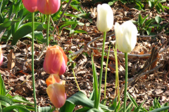Tulips-Misc-16