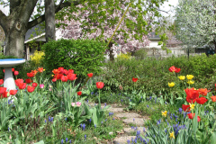 Tulips-Misc-17