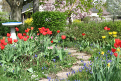 Tulips-Misc-18