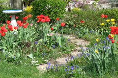 Tulips-Misc-19