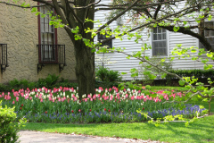 Tulips-Misc-20