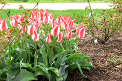 Tulips-Misc-3