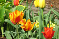 Tulips-Misc-8