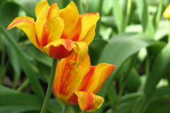 Tulips-Misc-9