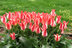 Tulips-at-Easter-2