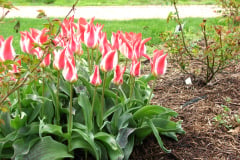 Tulips-at-Easter-3