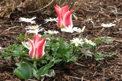 Tulips-at-Easter-4