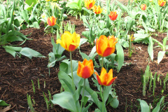Tulips-at-Easter-5