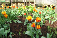 Tulips-at-Easter-6