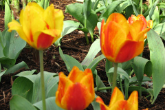 Tulips-at-Easter-7