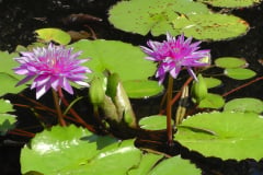 Waterlilies-Concrete-Pond-13