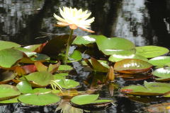 Waterlilies-Concrete-Pond-16