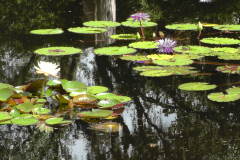 Waterlilies-Concrete-Pond-17