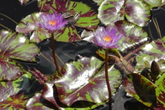 Waterlilies-Concrete-Pond-23