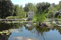 Waterlilies-Concrete-Pond-25